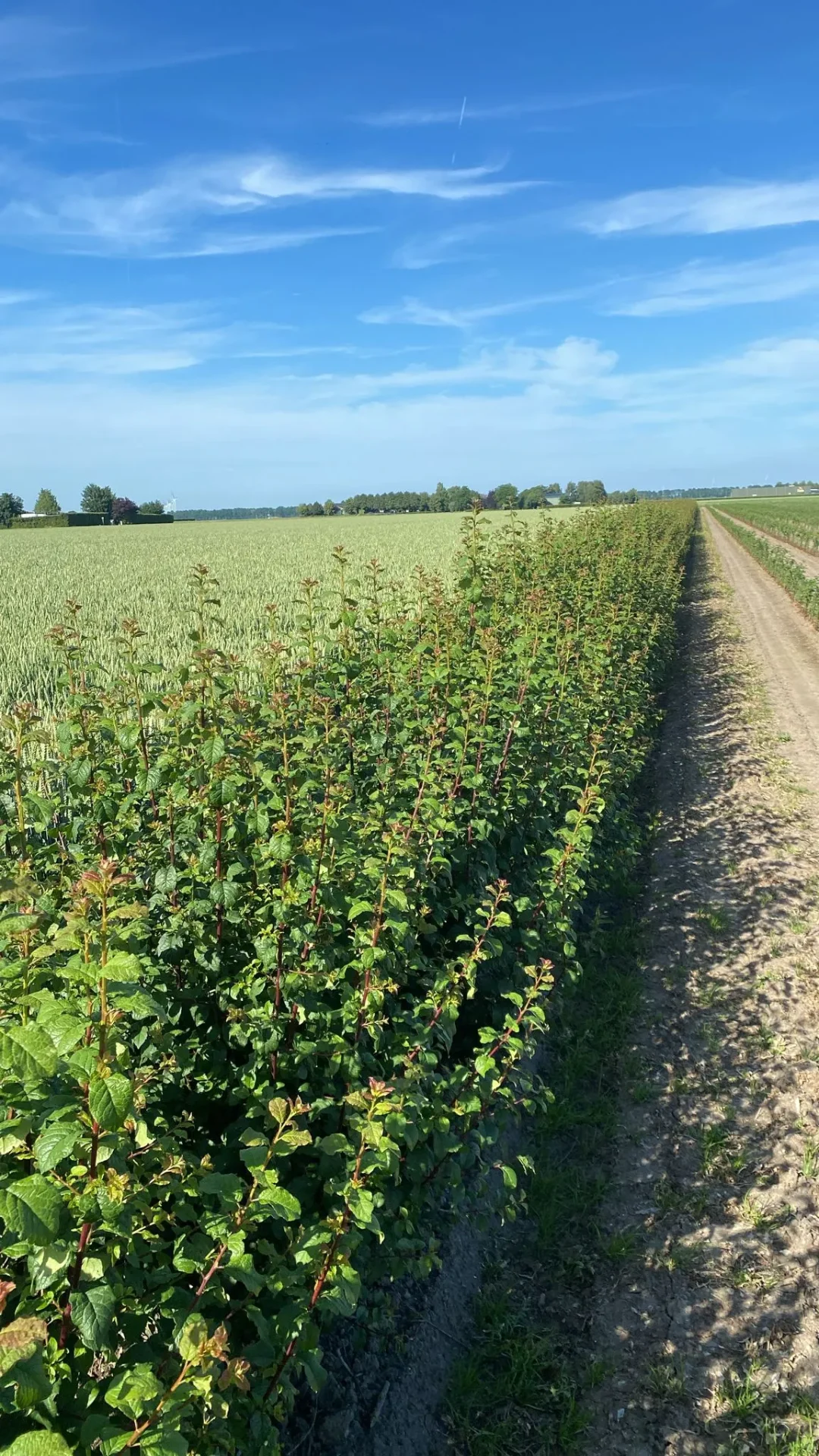 Prunus St. Julien A — Mutterbeet